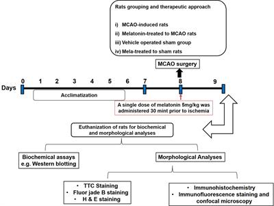 A Potent Antioxidant Endogenous Neurohormone Melatonin, Rescued MCAO by Attenuating Oxidative Stress-Associated Neuroinflammation